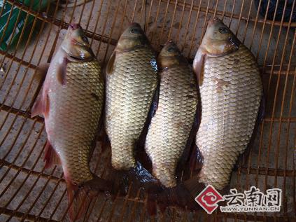 首页 供应 农业 鲜活水产品 鱼类  芙蓉鲤鲫长势好  http://www.