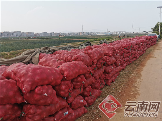 云南江川8千多亩洋葱陆续上市 农户实现丰收