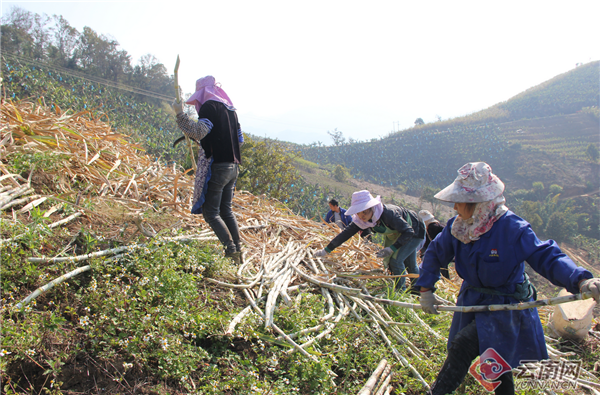 云南金平：“甜蜜”产业“酿造”甜蜜生活