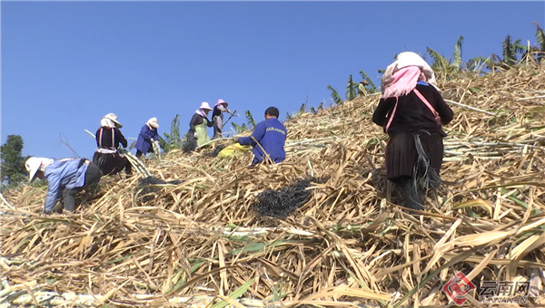 云南金平：“甜蜜”产业“酿造”甜蜜生活