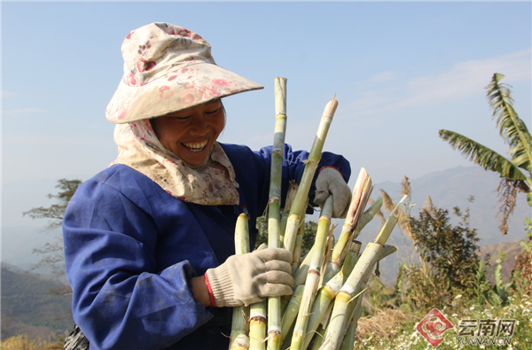 云南金平：“甜蜜”产业“酿造”甜蜜生活
