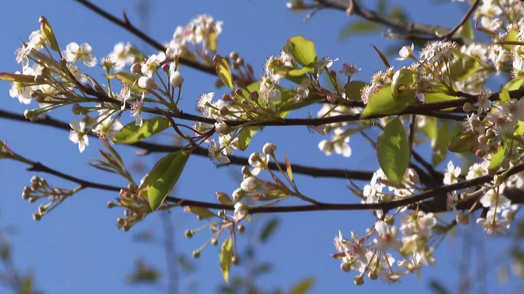 清香新城乡的棠梨花迎来花期近日在早春开花棠梨树属于蔷薇科野生灌木