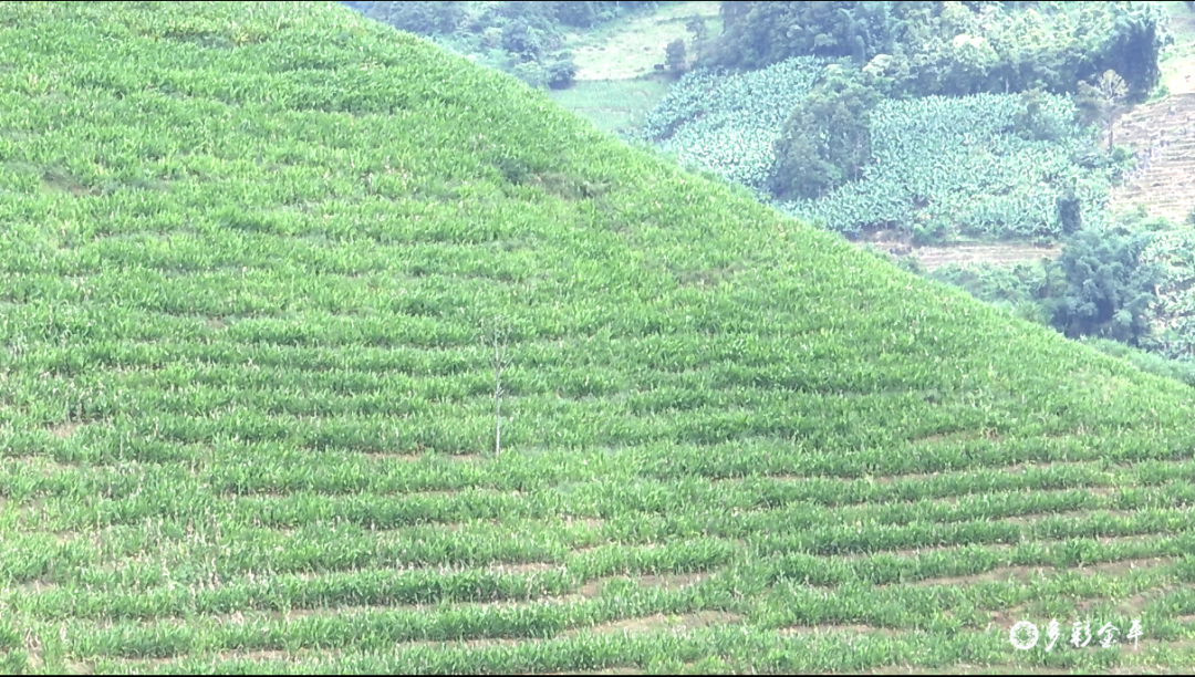 种姜的风水 00304516051_a29f8e1d.jpg