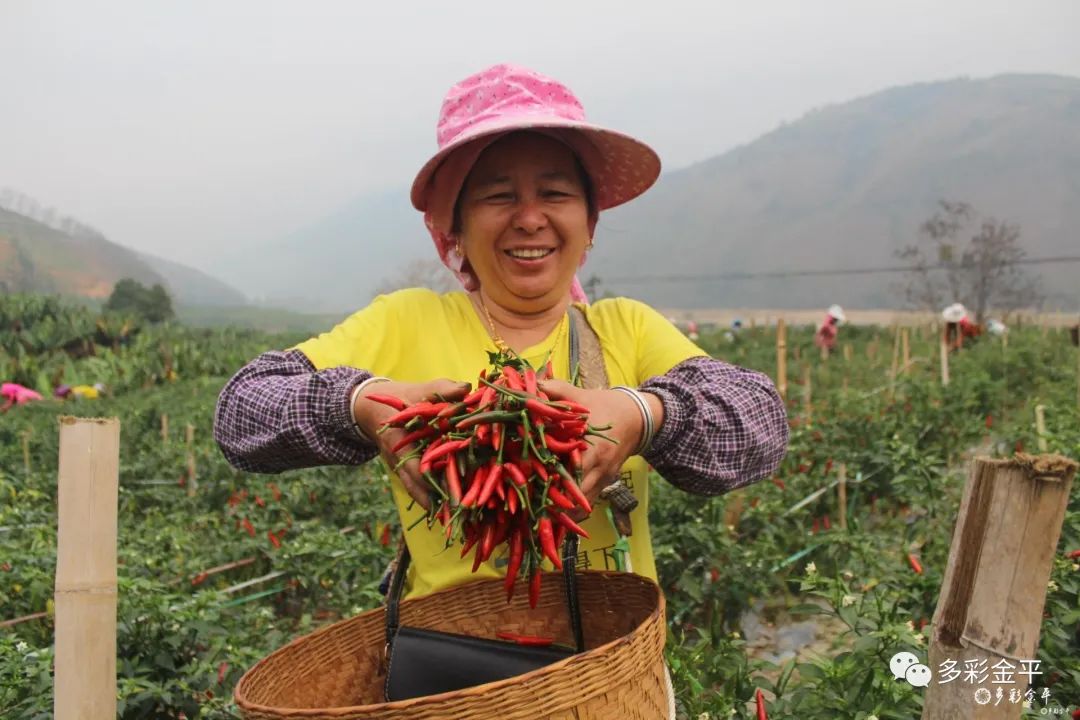 在者米乡隔界二队200余亩的辣椒种植地里,成片的辣椒长势旺盛,一个个