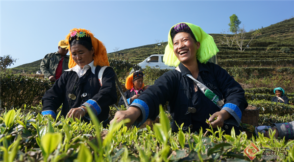 云南红河县春暖茶飘香茶农采茶忙