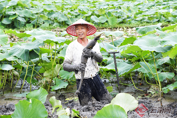 种植户陶家华在荷田里挖藕"我的莲藕从6月初就开始上市了,有三亩左右