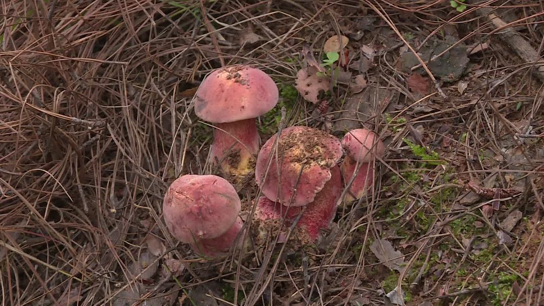 有一种叫云南的生活 山野寻宝 货真价实[00_06_44][20250725-091116].png