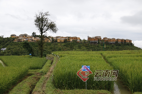 元阳县新街镇大鱼塘村"国家级稻渔综合种养示范区"