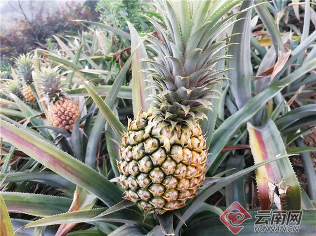 云南金平香菠萝抢鲜上市