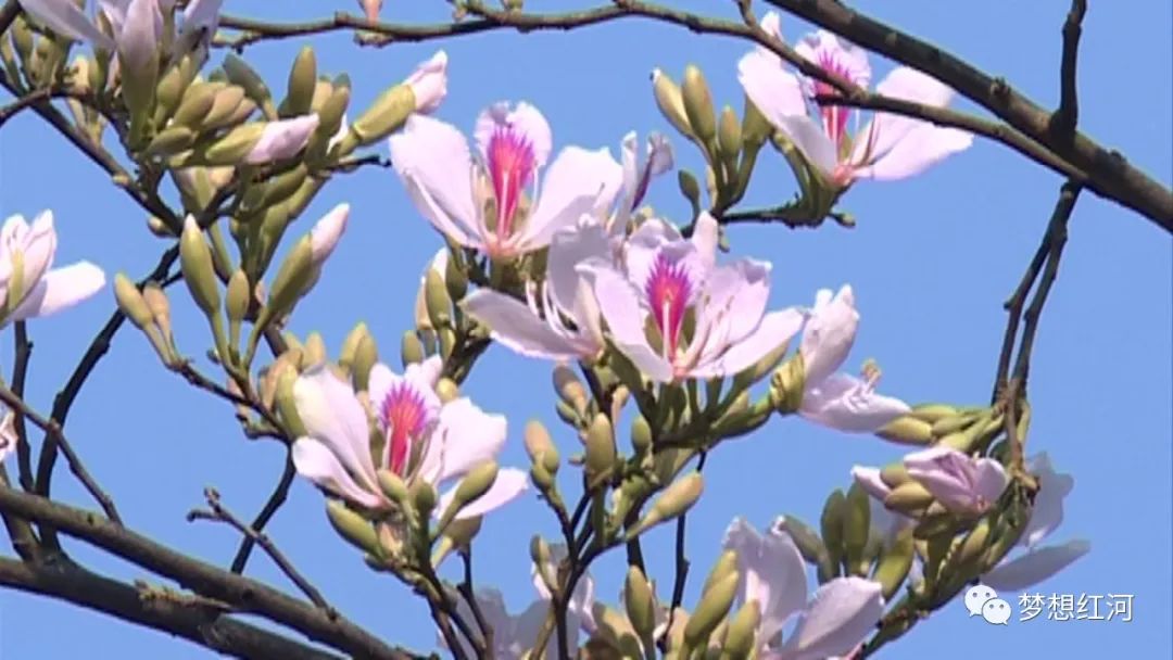 红河县玉荷花香溢满山