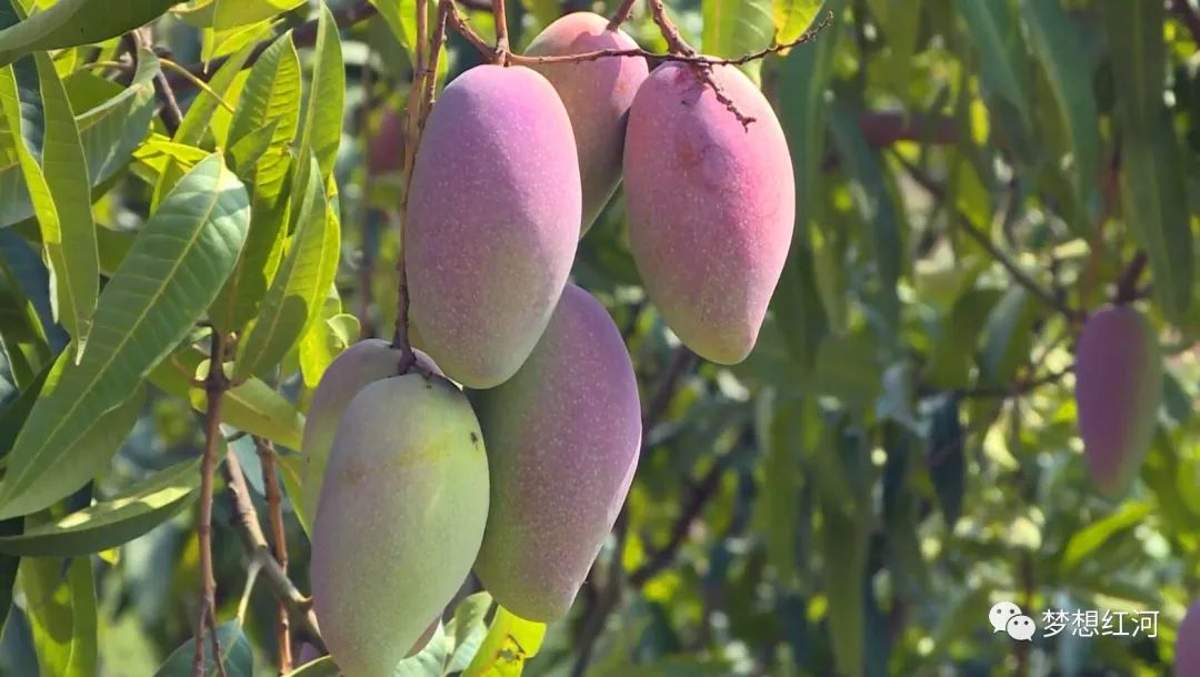云南红河115万亩芒果进入产销高峰期