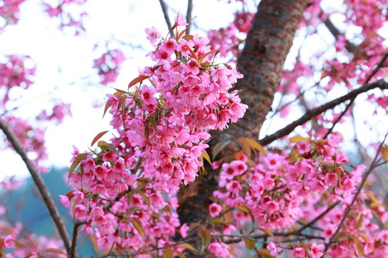 图集在绿春樱花林遇见诗和远方