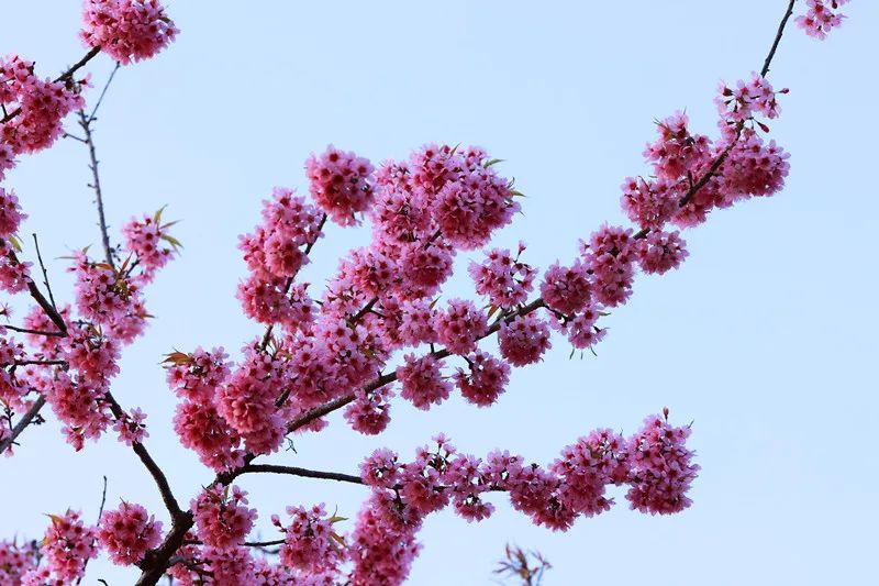 图集在绿春樱花林遇见诗和远方