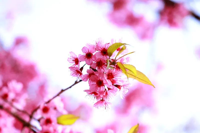 图集在绿春樱花林遇见诗和远方