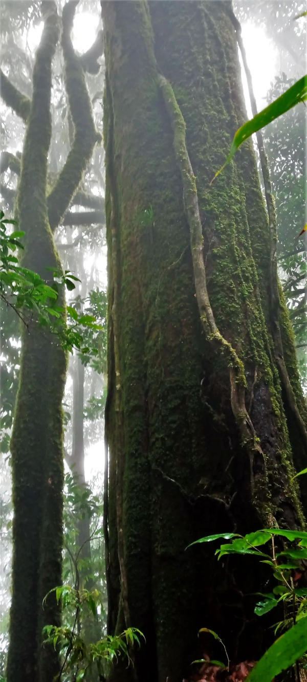 揭秘云南黄连山国家级自然保护区神秘面纱