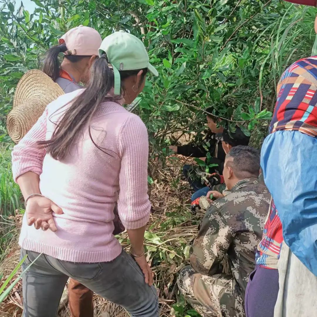 绿春大水沟乡:为澳洲坚果种植开出"良方"_要闻_红河频道_云南网