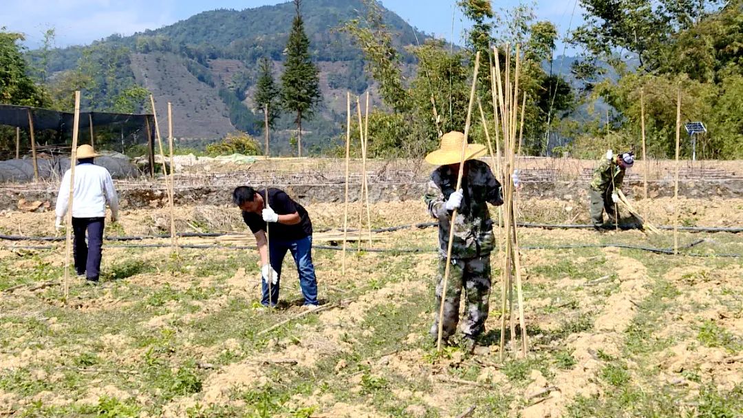 绿春:春耕备耕 大水沟乡百香果种植忙