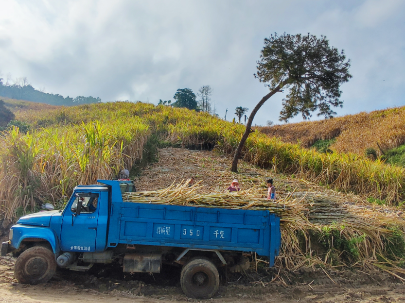 云南红河县石头寨乡盘活传统产业助力乡村振兴