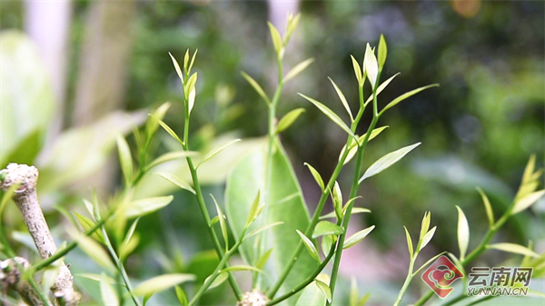 甜菜目前,全村共发展甜菜树种植200亩,可采收面积50亩,进入