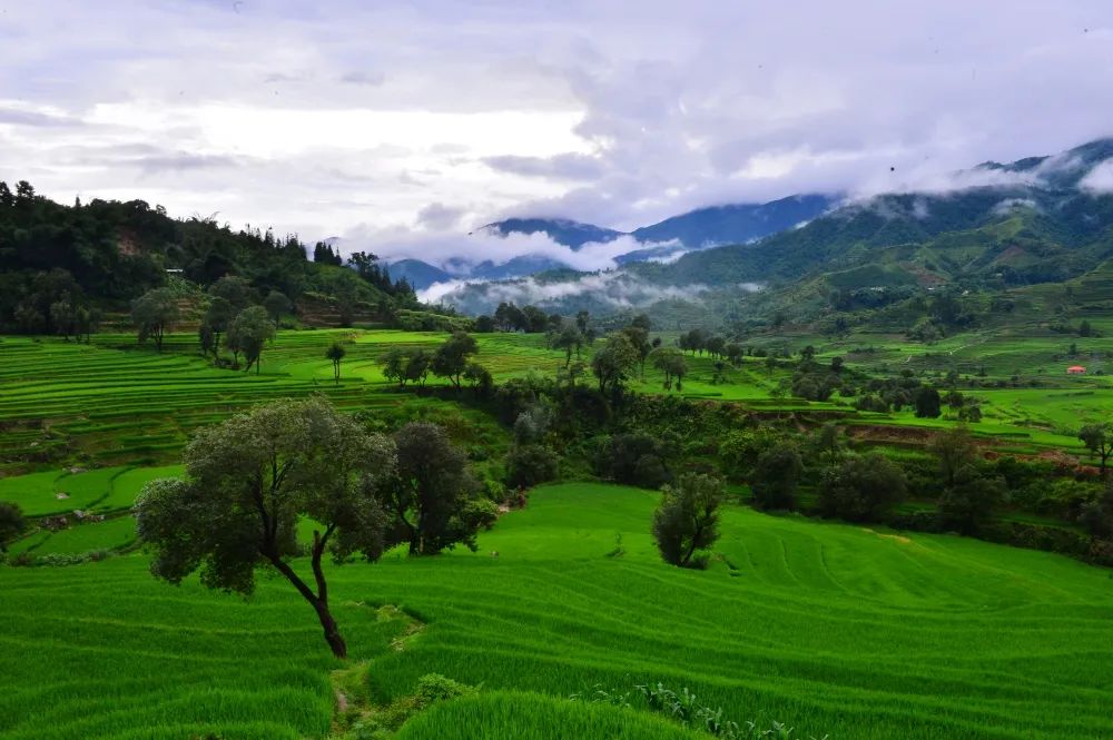 建水普雄乡:用生态底色绘就绿色发展成色_要闻_红河频道_云南网