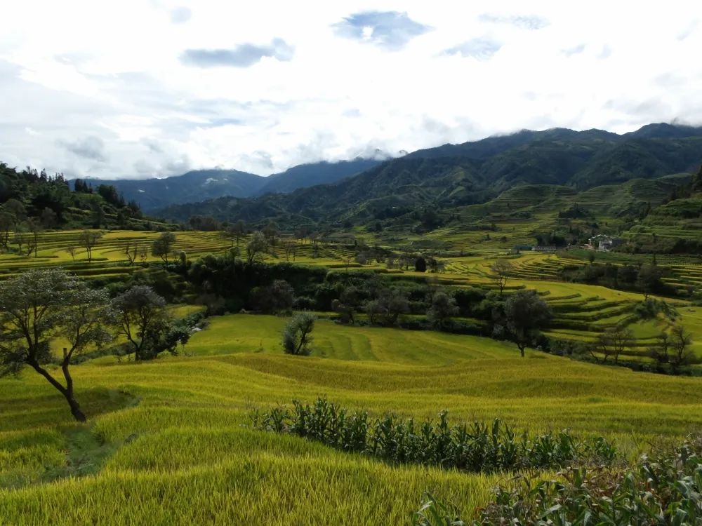 建水普雄乡:用生态底色绘就绿色发展成色_要闻_红河频道_云南网