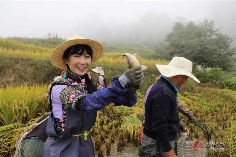 高清组图云南元阳稻渔共作探路梯田永续利用
