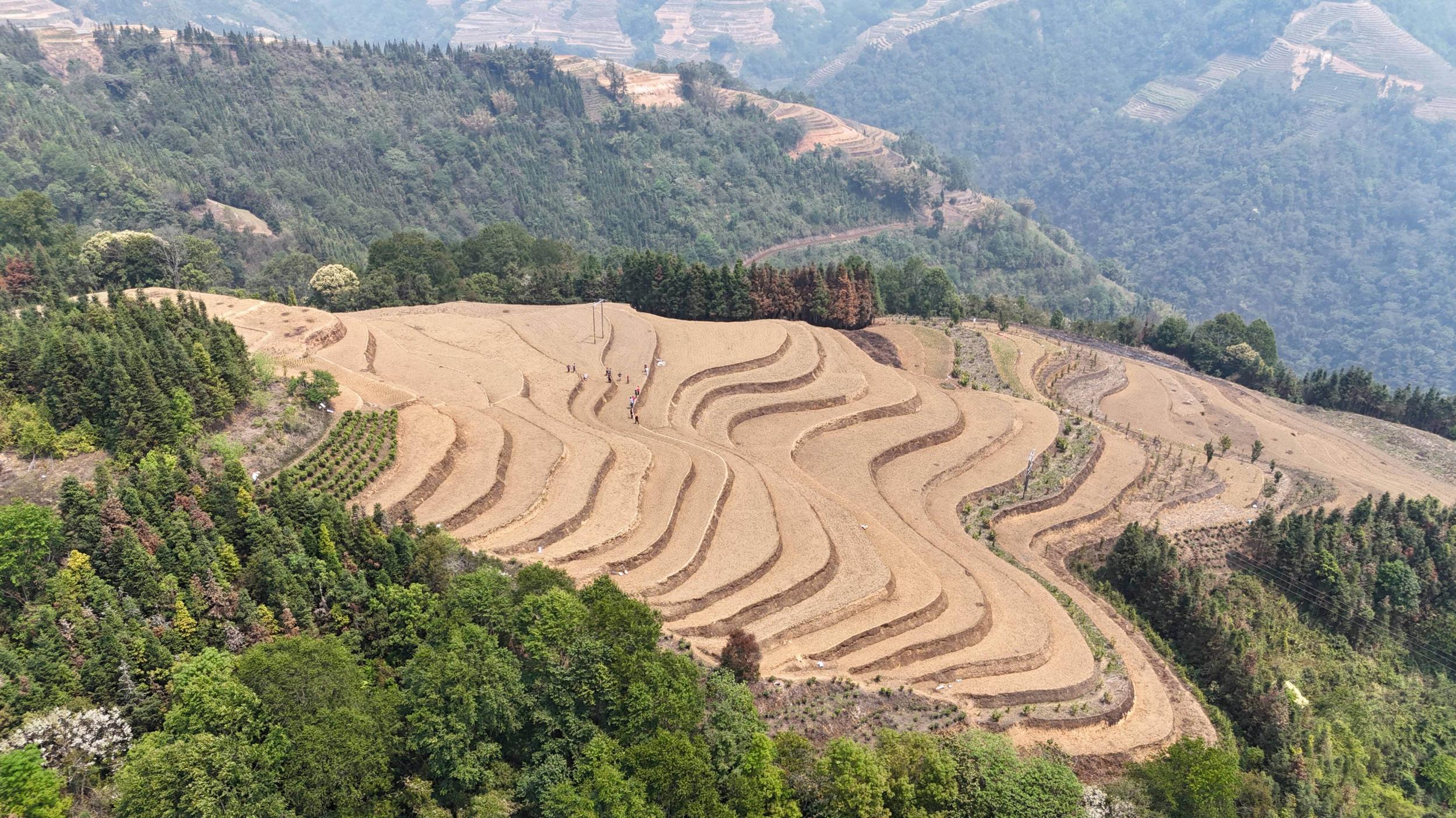 绿春县抢抓节令展开3万亩旱地优质稻播种